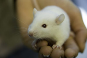 rato de laboratório