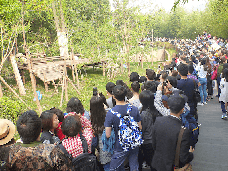 China crowd pandas