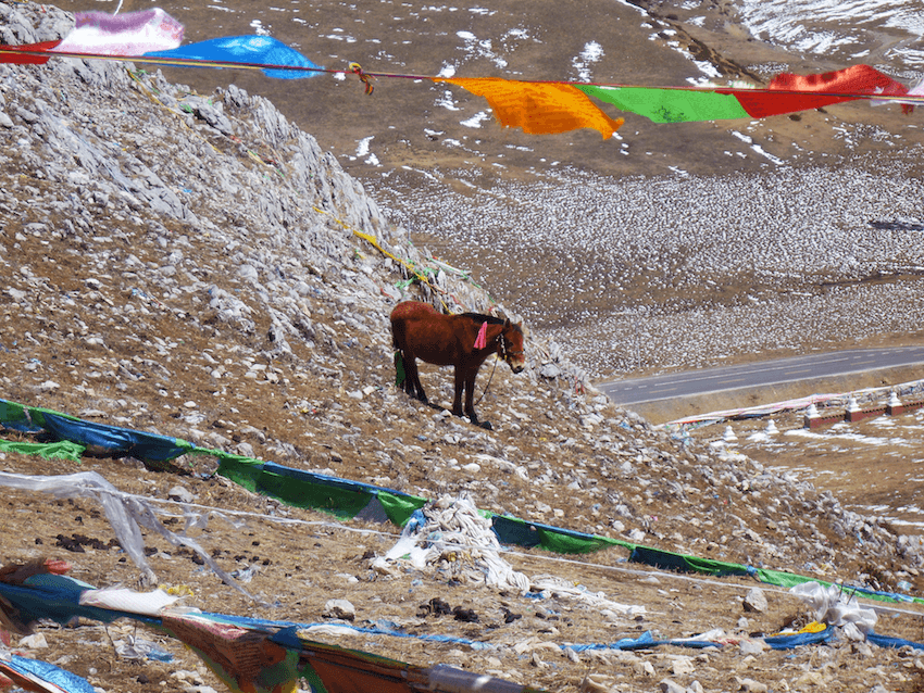 Prayer Flags Holy Mountain Litang Tibet China with horse 