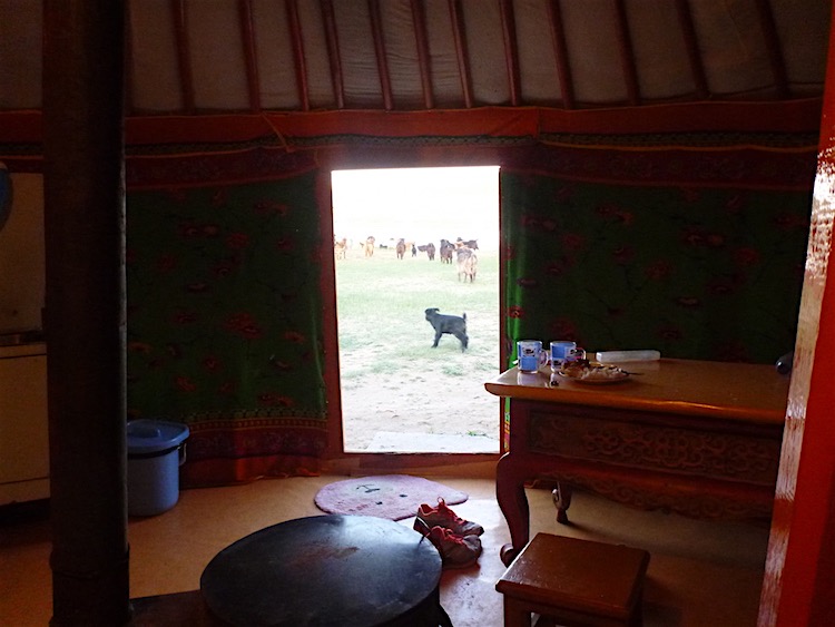 Cabras na Mongólia