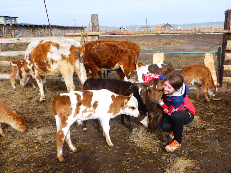 Mongolia cows farm 