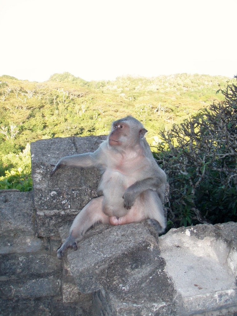 Monkey Bali