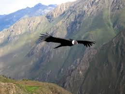 Condor