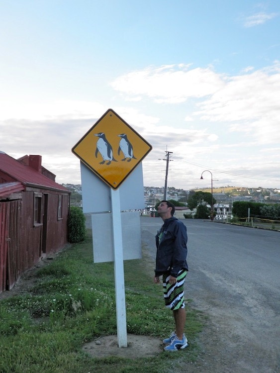 Penguins road sign in New Zealand