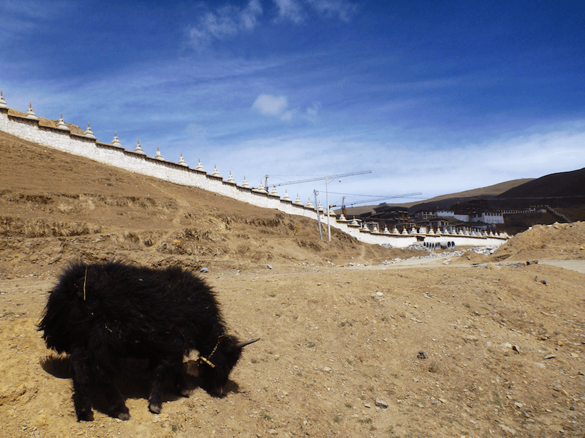 Litang Chode Monastery Yak Tibet China
