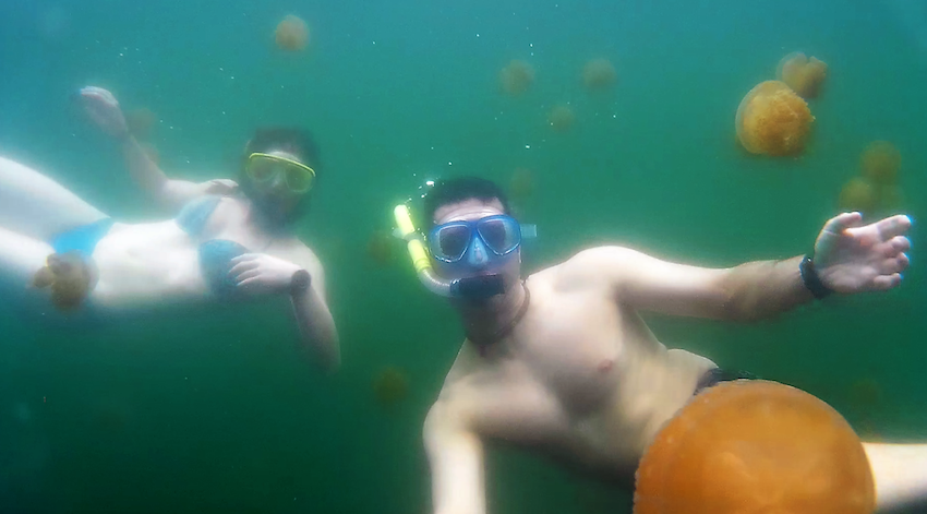 Jellyfish Lake Rock Islands Palau