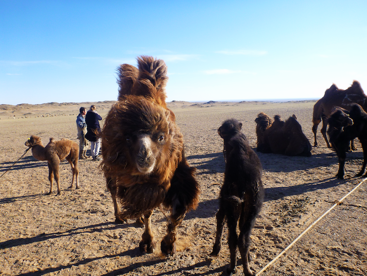 Camels Mongolia Gobi Desert
