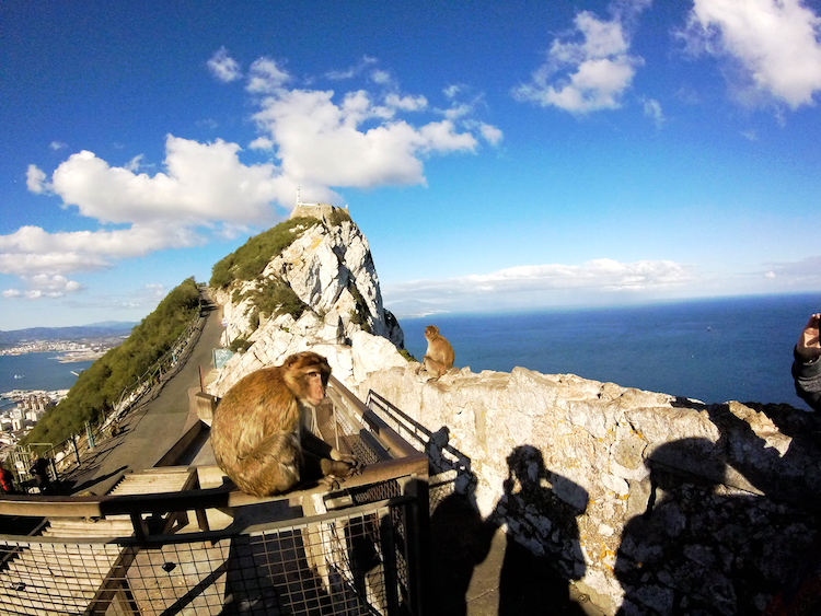 Gibraltar rock apes den monkeys