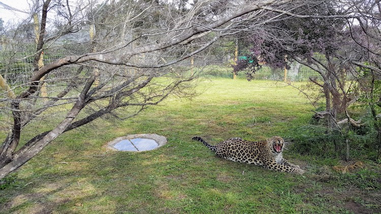 Leopard close picture