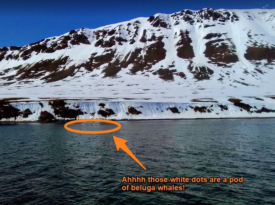 Pod of beluga whales Svalbard Norway Arctic trip to Barentsburg