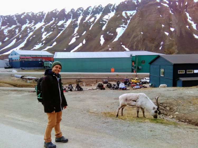 Svalbard Norway Longyearbyen reindeer