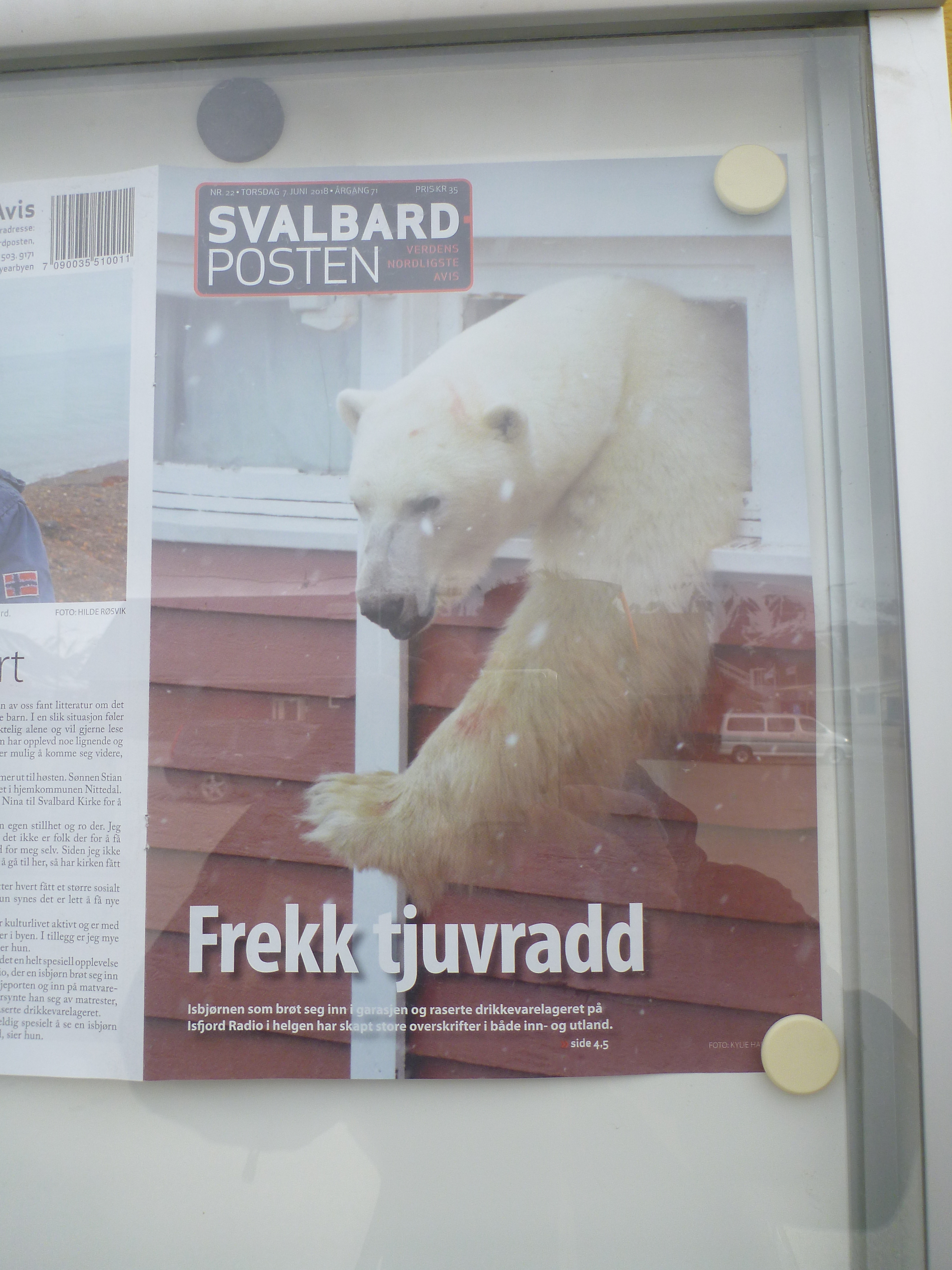 polar bear risk Svalbard Norway longyearbyen