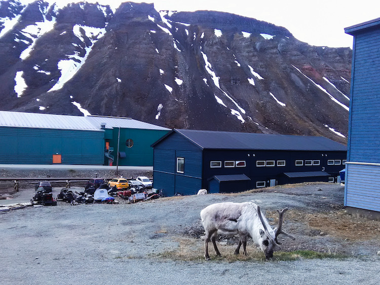 Svalbard reindeer