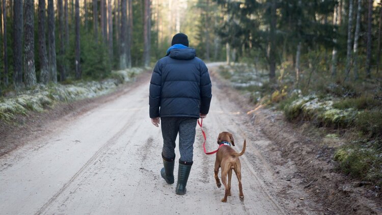 6 Tips for Stress-Free Traveling with Your Dog 