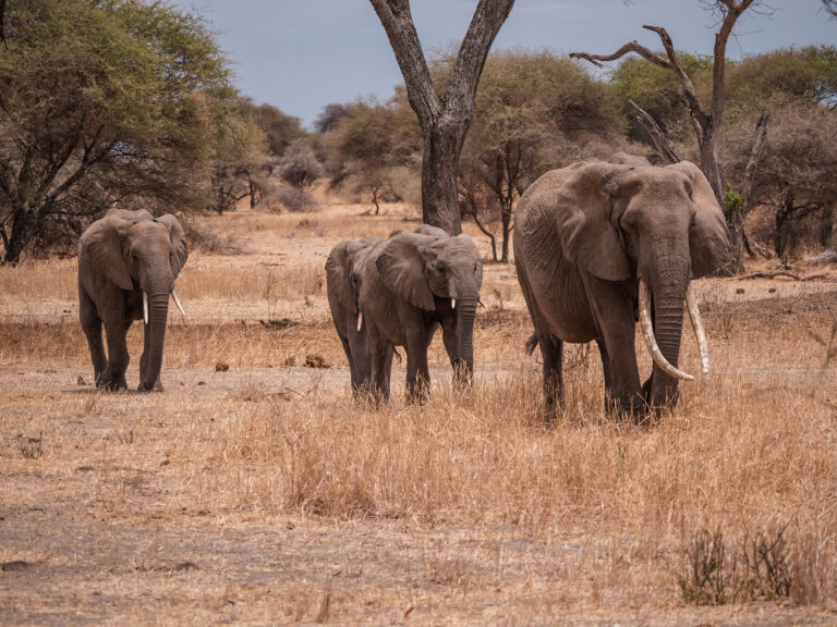 Elephants Tanzania