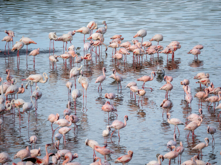 Flamingos Tanzania