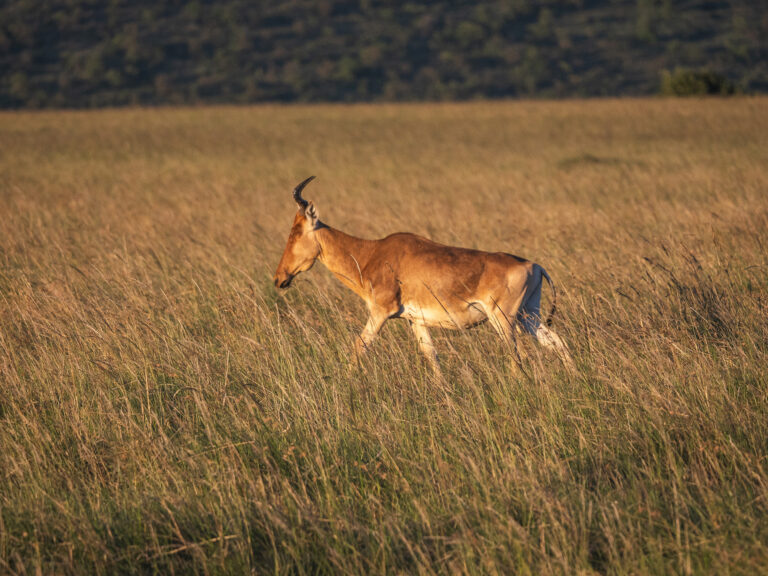 Hartebeest Tanzania