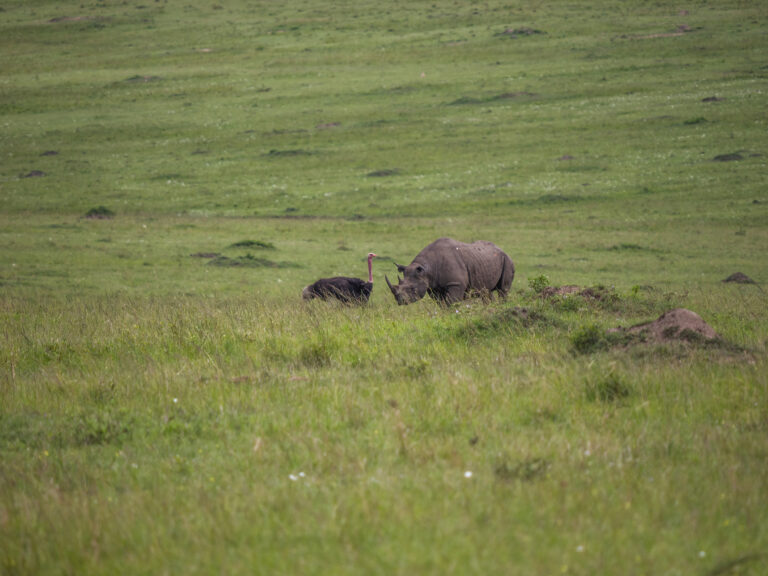 Rhino Tanzania