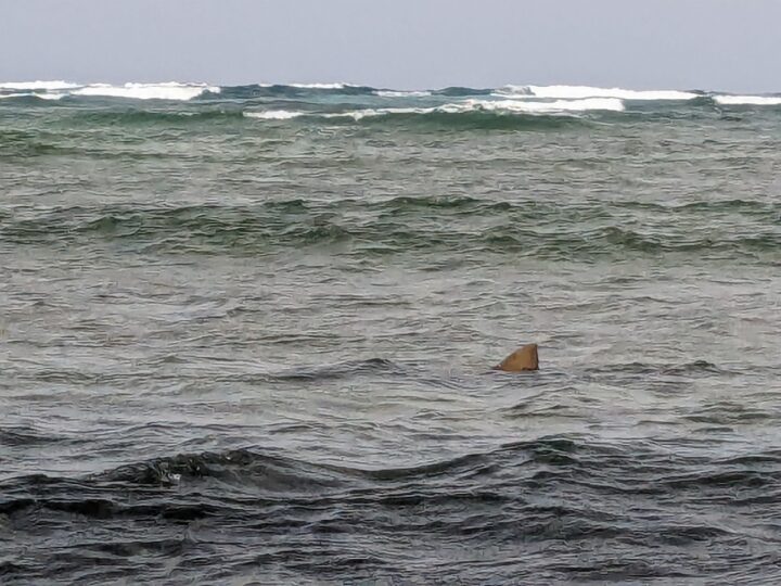 shark bay cape verde