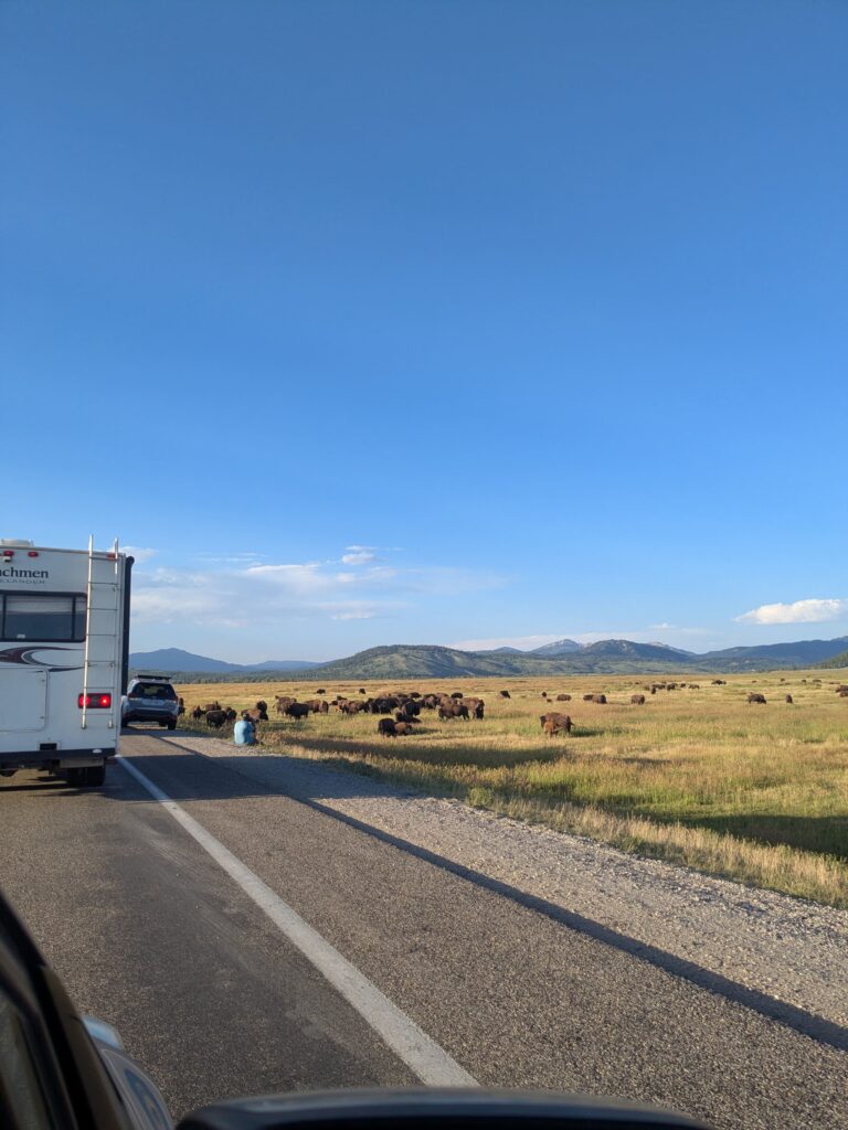 animal life jackson hole