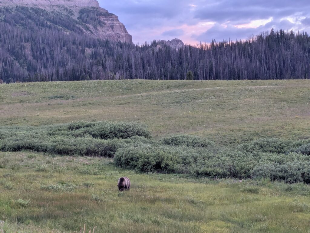 grizzly bear Wyoming