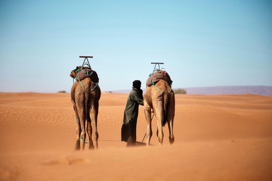 Camels in the desert