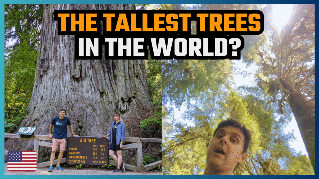 traveling to the California Redwoods