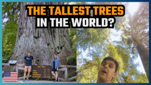 traveling to the California Redwoods